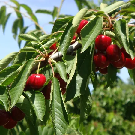 Casa Do Cimo 3* Fundão