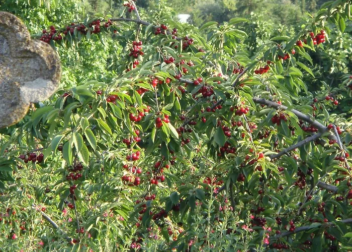 Casa Do Cimo Отель типа 