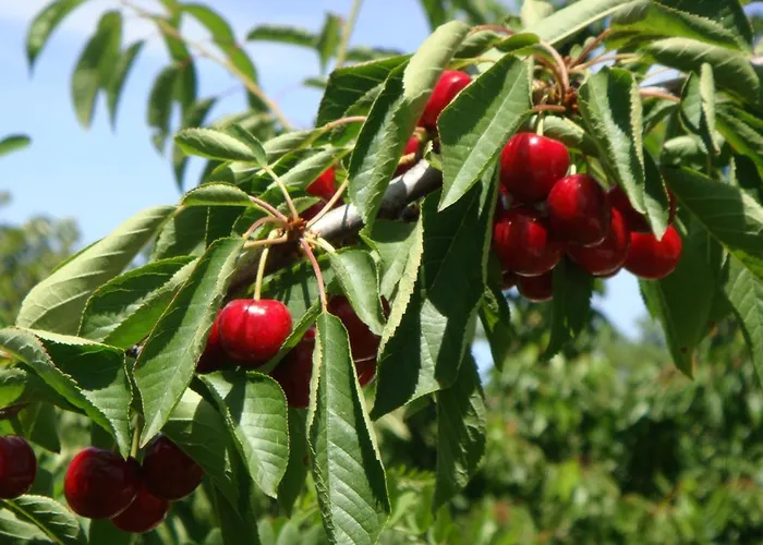 Casa Do Cimo 3* Фундан