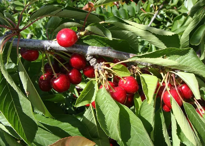 Casa Do Cimo Отель типа 